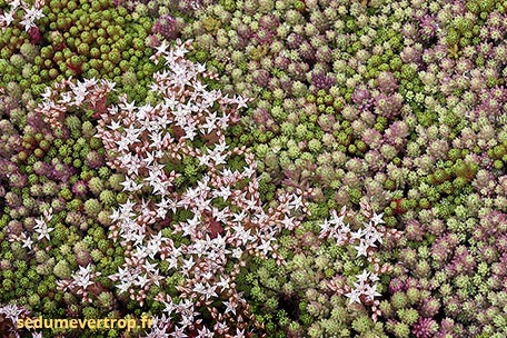 Sedum Evertop sedumevertop